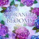 Hydrangea Blooms from QT Fabrics